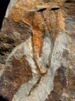 Cooksonia